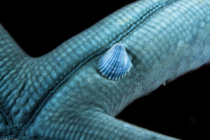 Thyca crystallina (Siladen) by Mathieu Foulquié 